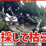 伐採して枯らす