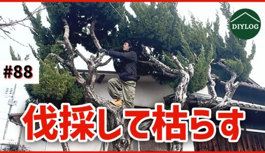 庭木を切る！切り株を枯らす！成長し過ぎたカイヅカイブキを伐採【古民家DIY#88】