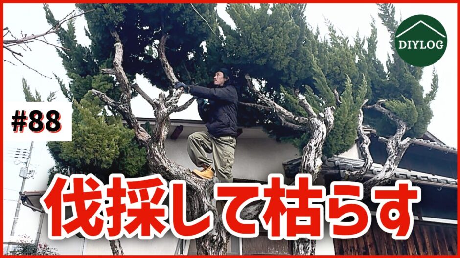 伐採して枯らす